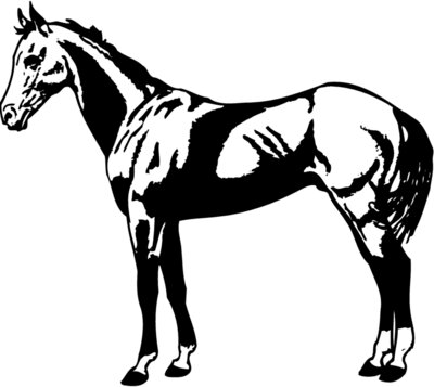 HORSE018