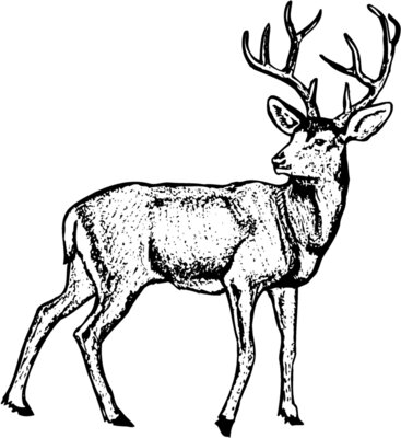 DEER029